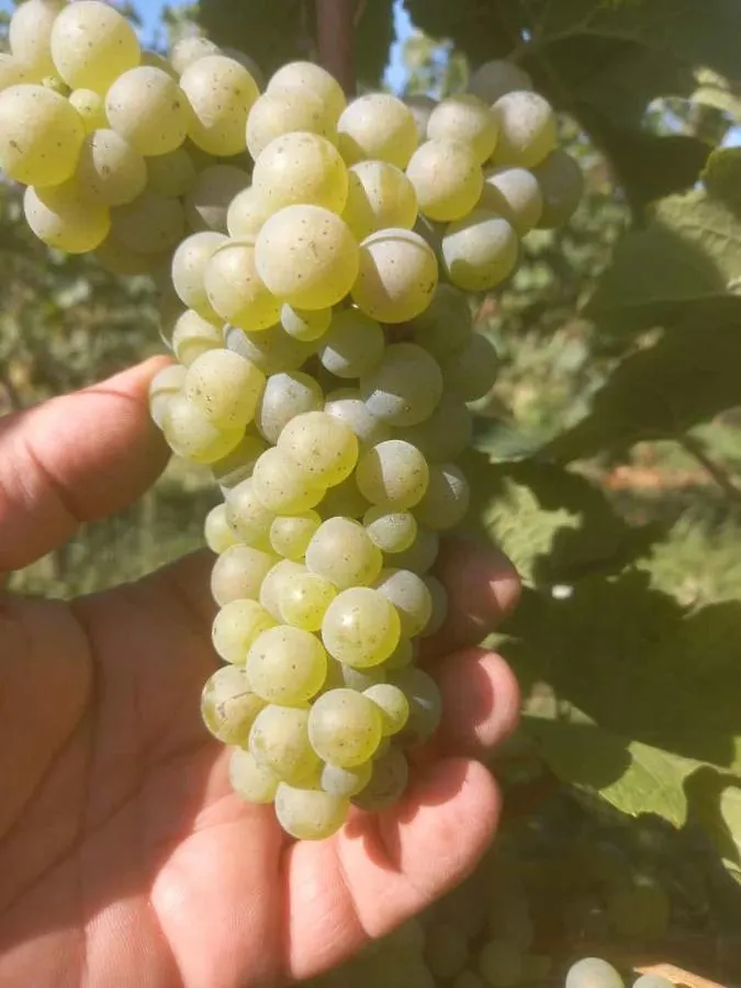 Alloggio per agriturismo Agriturismo Fioralba Polpenazze del Garda