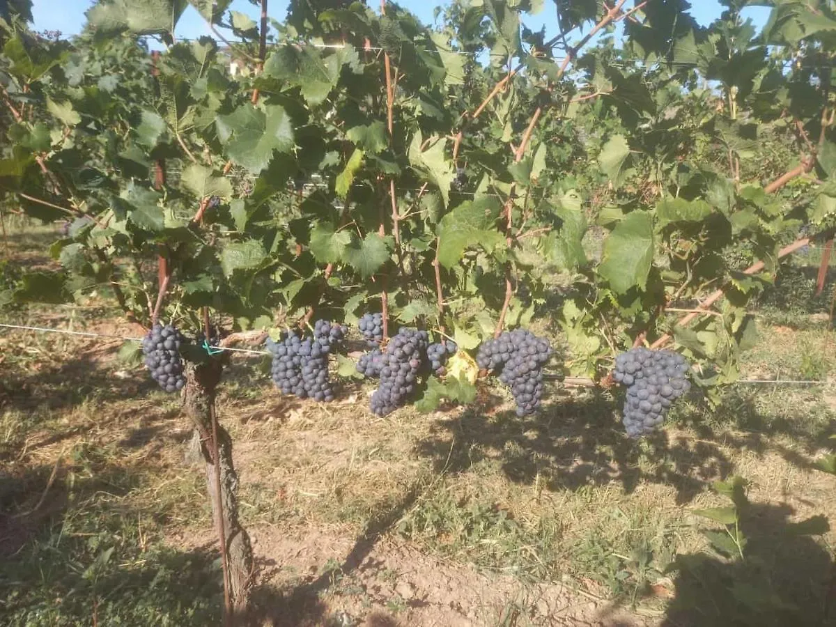 Alloggio per agriturismo Agriturismo Fioralba Polpenazze del Garda
